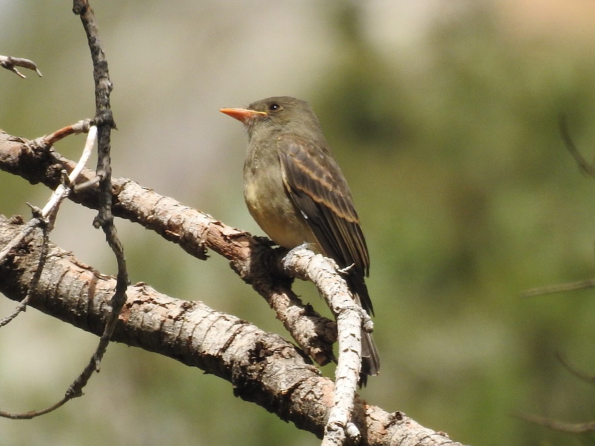 Greater Pewee - ML640705101