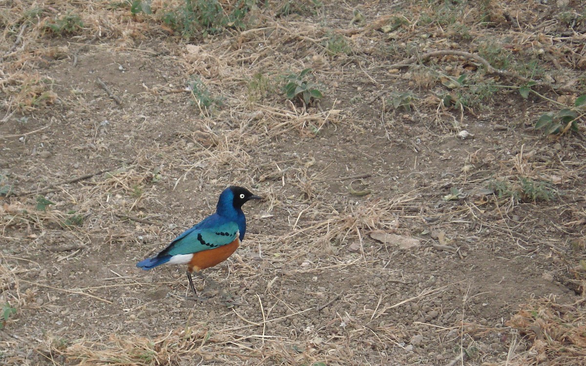 Superb Starling - ML640705115