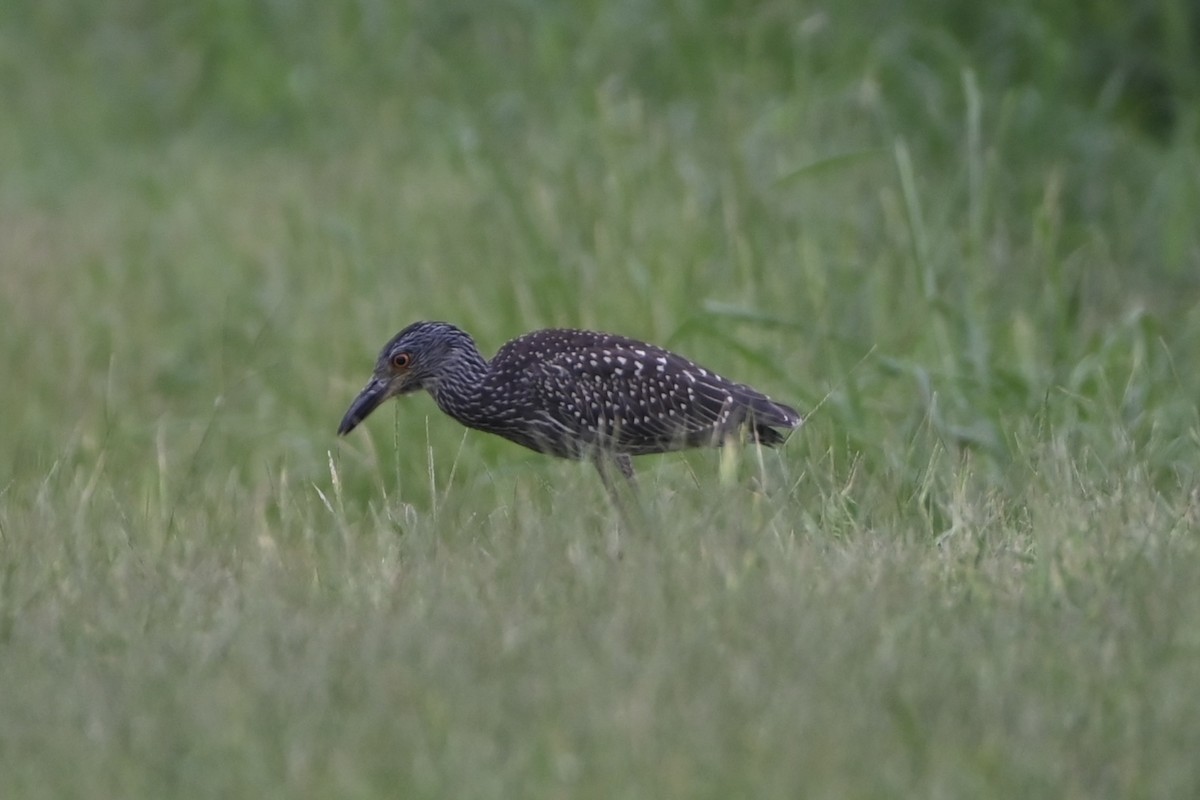 Yellow-crowned Night Heron - ML640705116