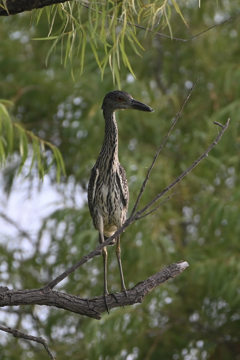 Yellow-crowned Night Heron - ML640705117