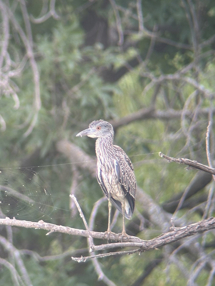 Yellow-crowned Night Heron - ML640705118