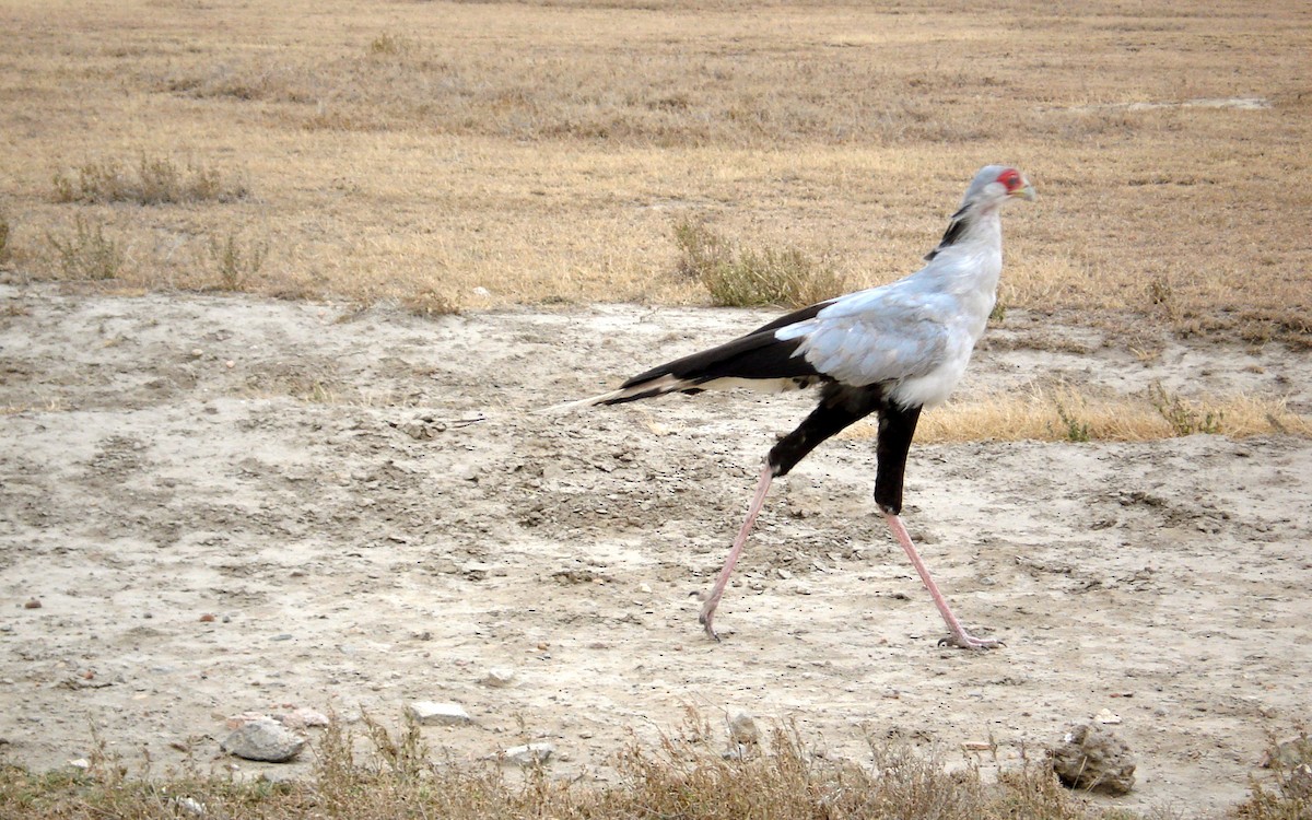 Secretarybird - ML640705127