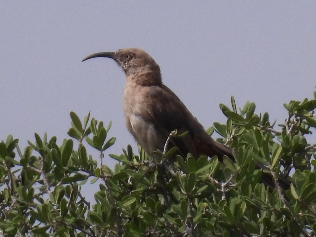 Crissal Thrasher - ML640705136