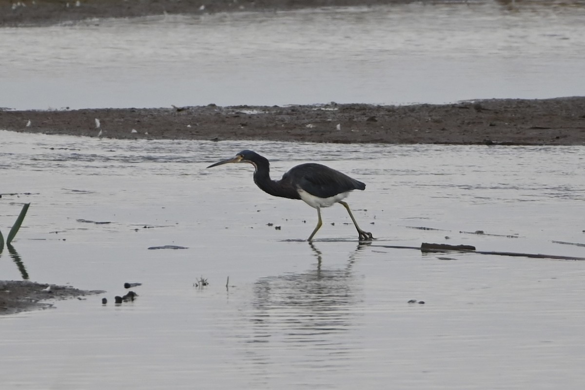 Tricolored Heron - ML640705151