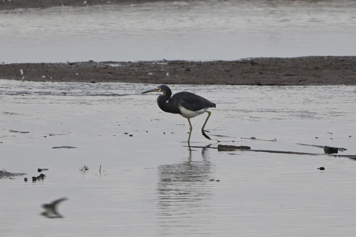 Tricolored Heron - ML640705152