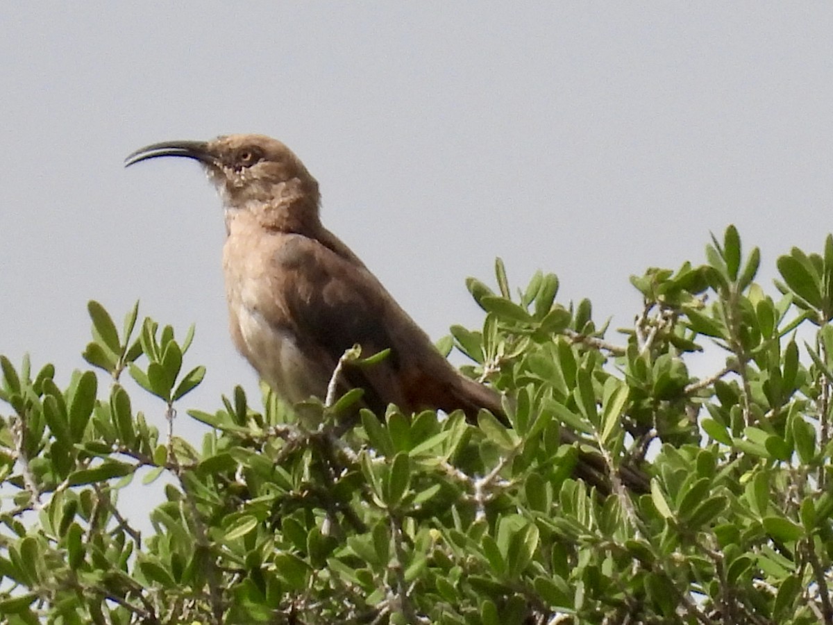 Crissal Thrasher - ML640705166