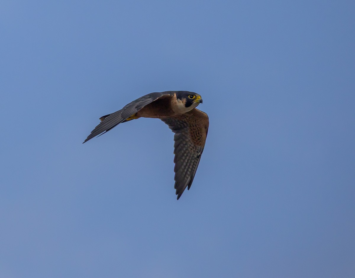 Peregrine Falcon (Shaheen) - ML640705177