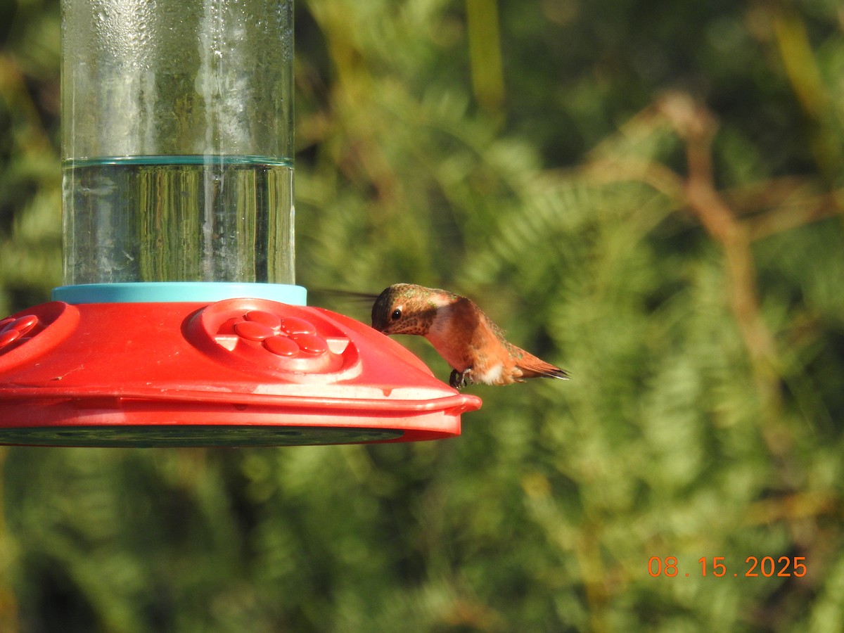 Rufous Hummingbird - ML640705184