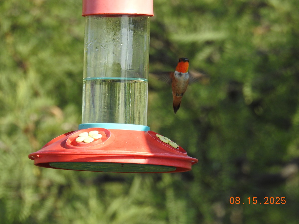 Rufous Hummingbird - ML640705185