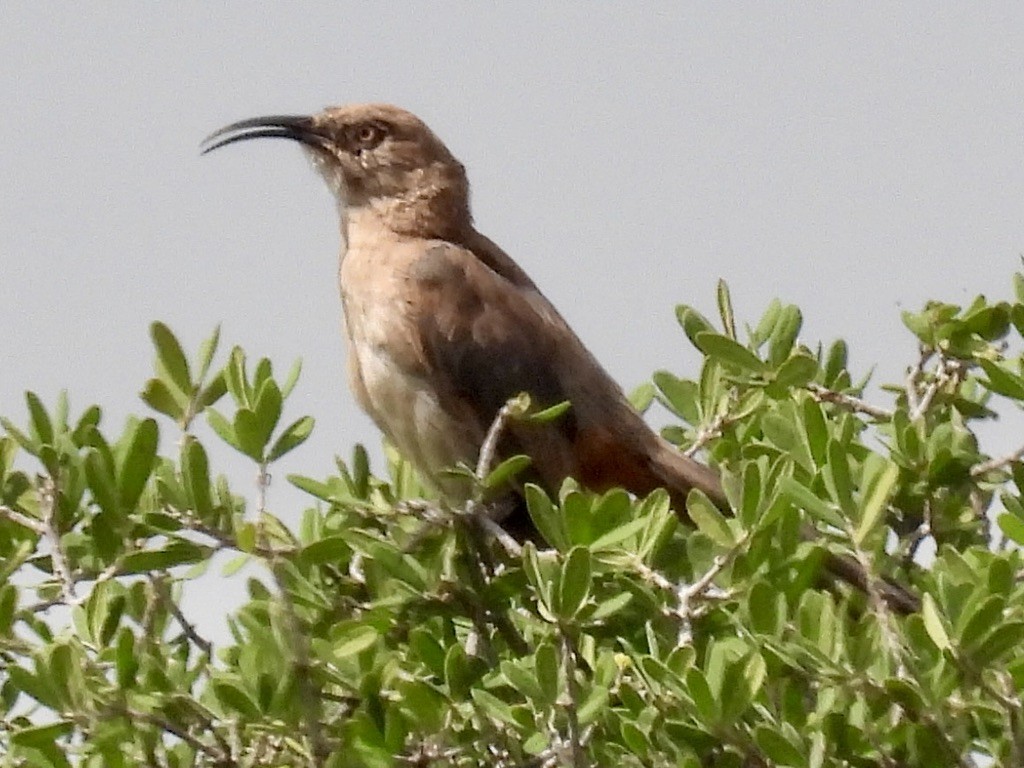 Crissal Thrasher - ML640705194
