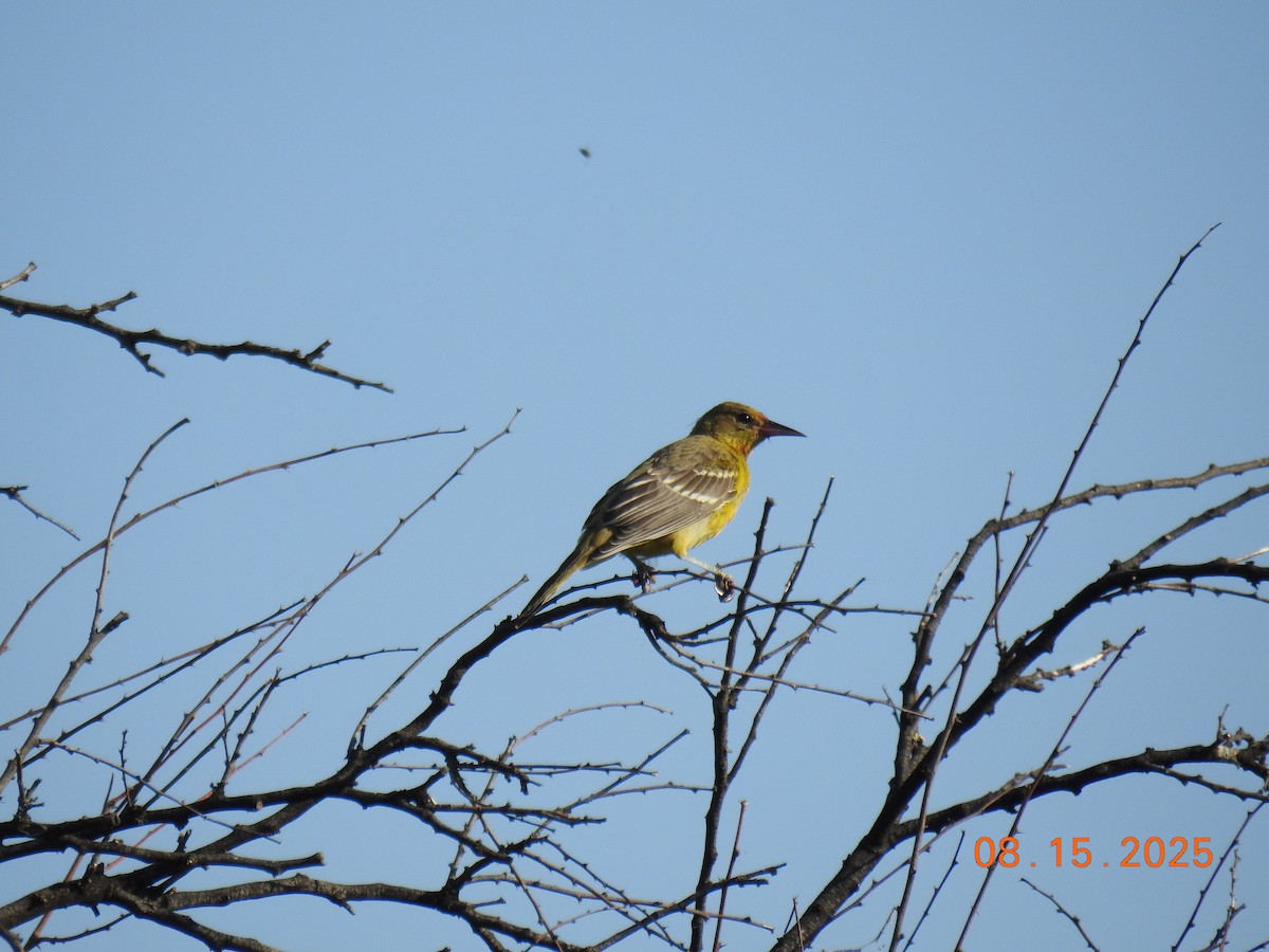 Scott's Oriole - ML640705225