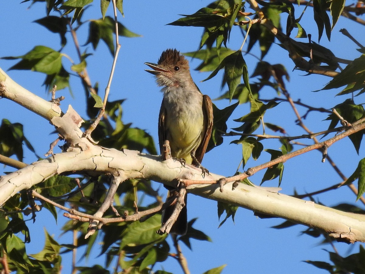 Brown-crested Flycatcher - ML640705239