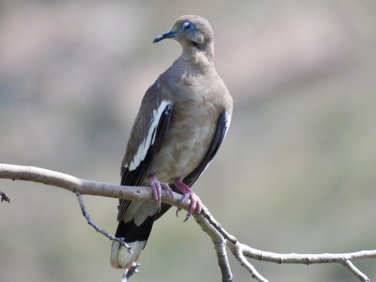 White-winged Dove - ML640705252
