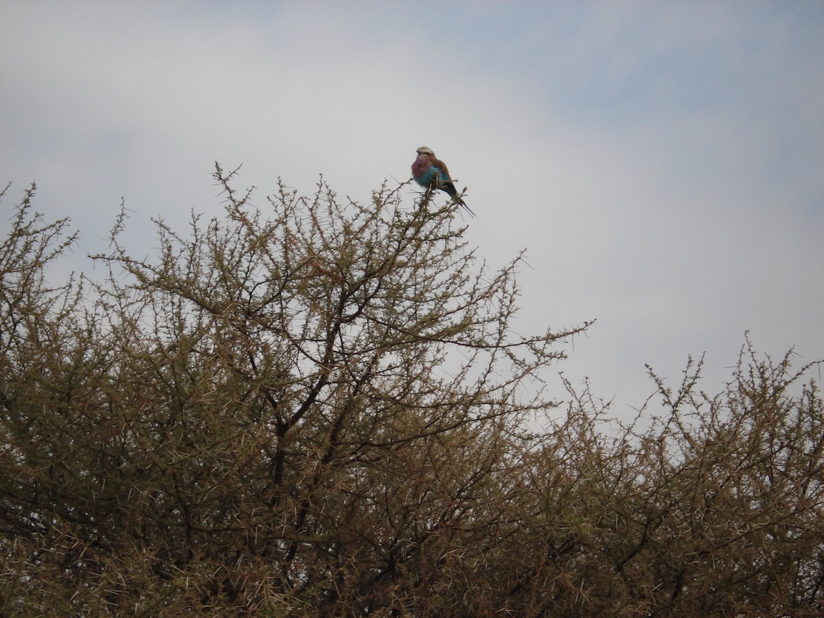Lilac-breasted Roller - ML640705319