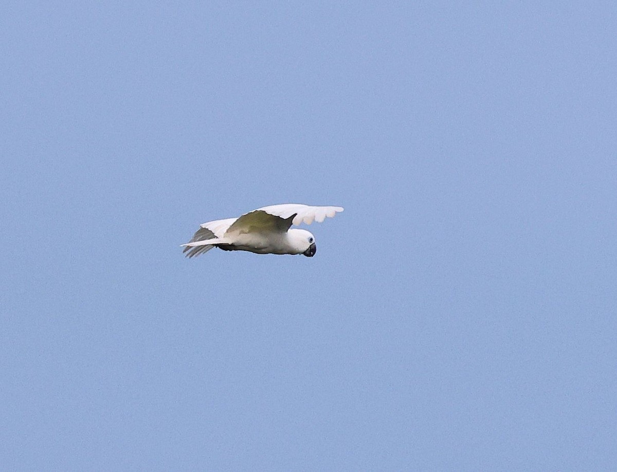 Blue-eyed Cockatoo - ML640705359