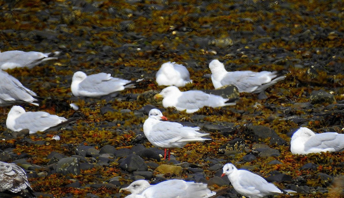 Mediterranean Gull - ML640705408