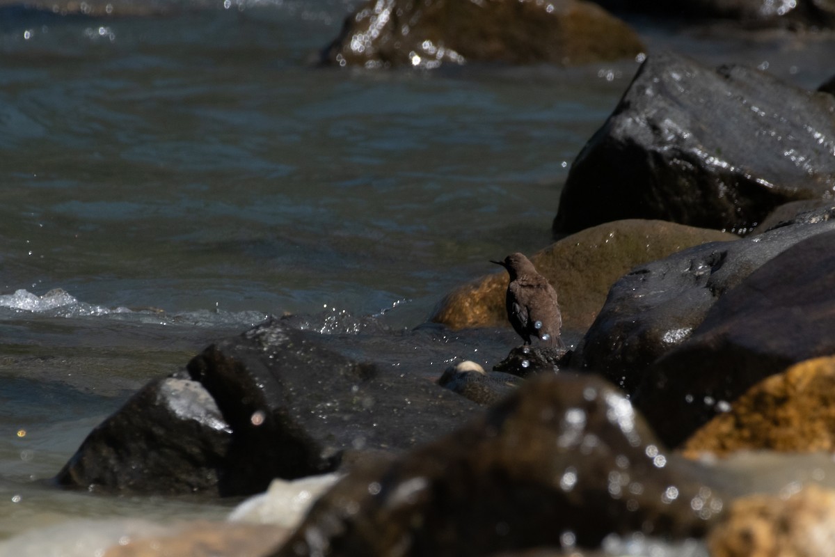 Бурая оляпка - ML640705423