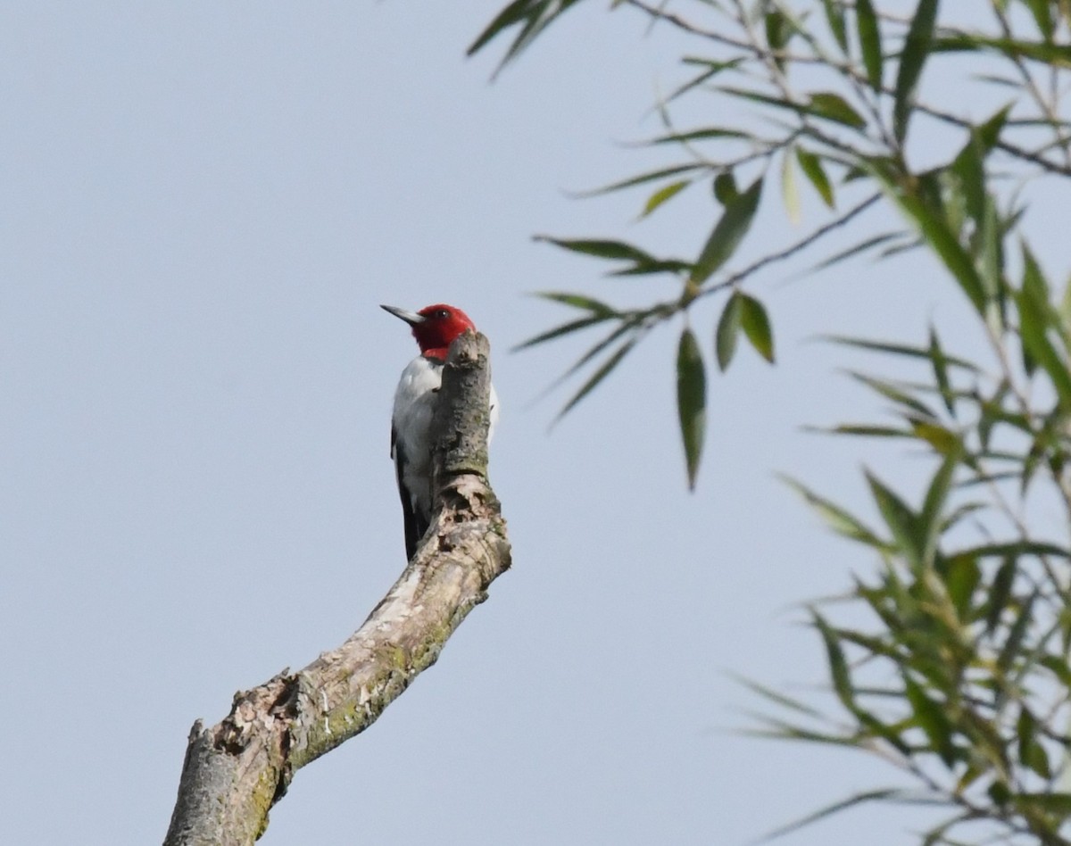 Carpintero Cabecirrojo - ML640705424