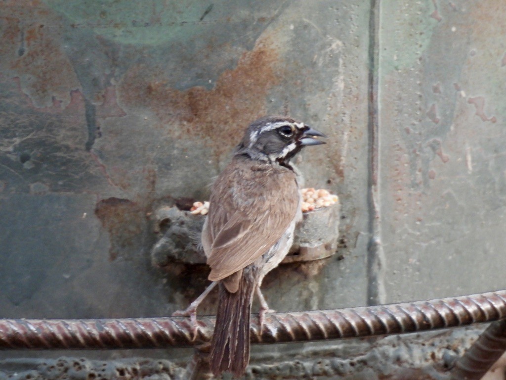 Black-throated Sparrow - ML640705468