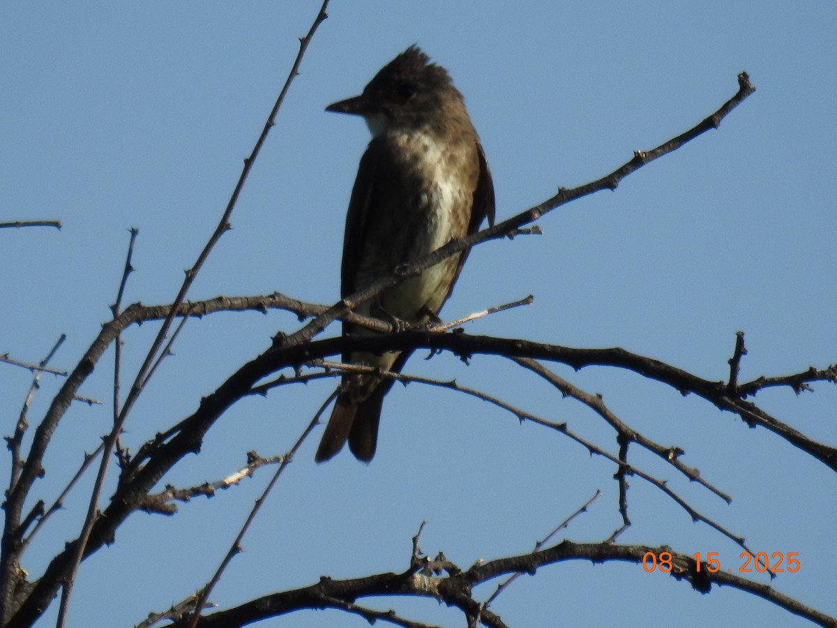 Olive-sided Flycatcher - ML640705475