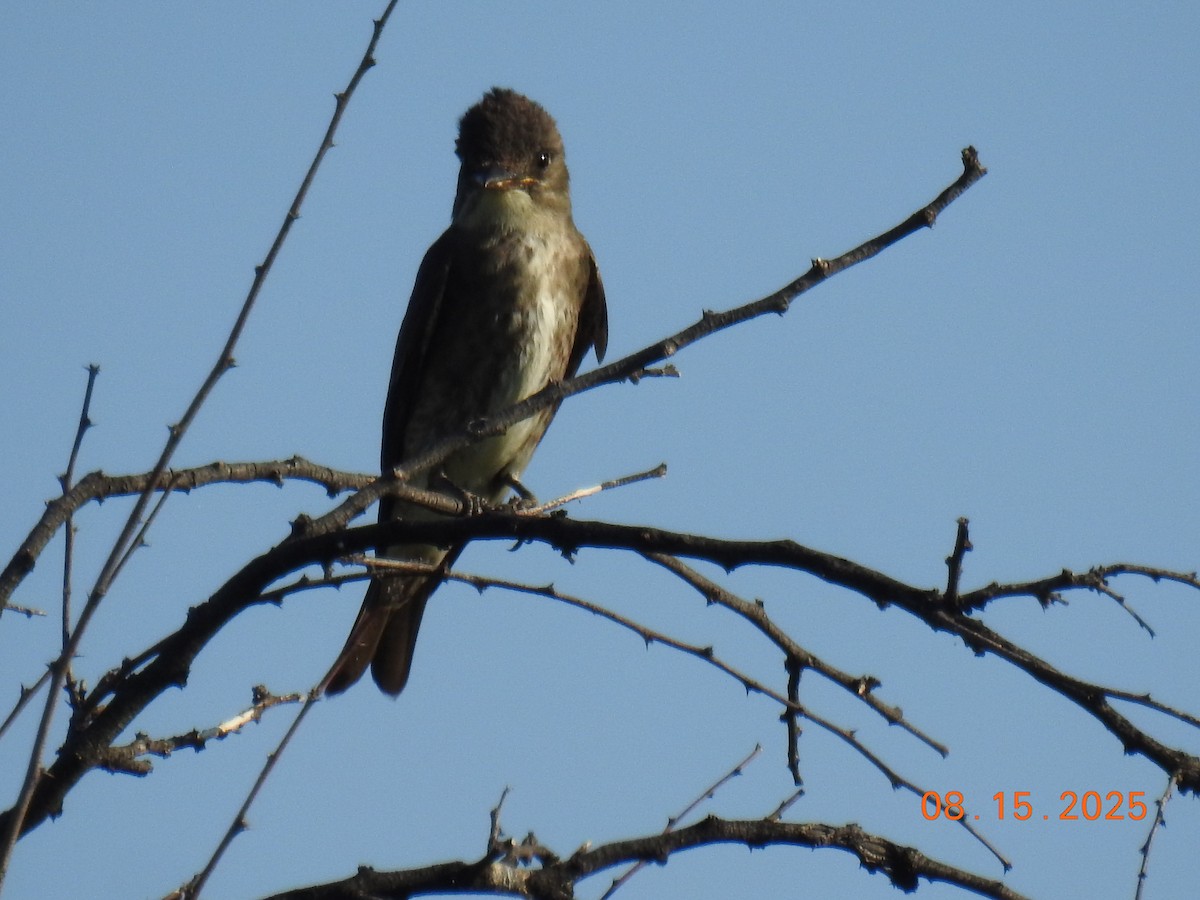 Olive-sided Flycatcher - ML640705476