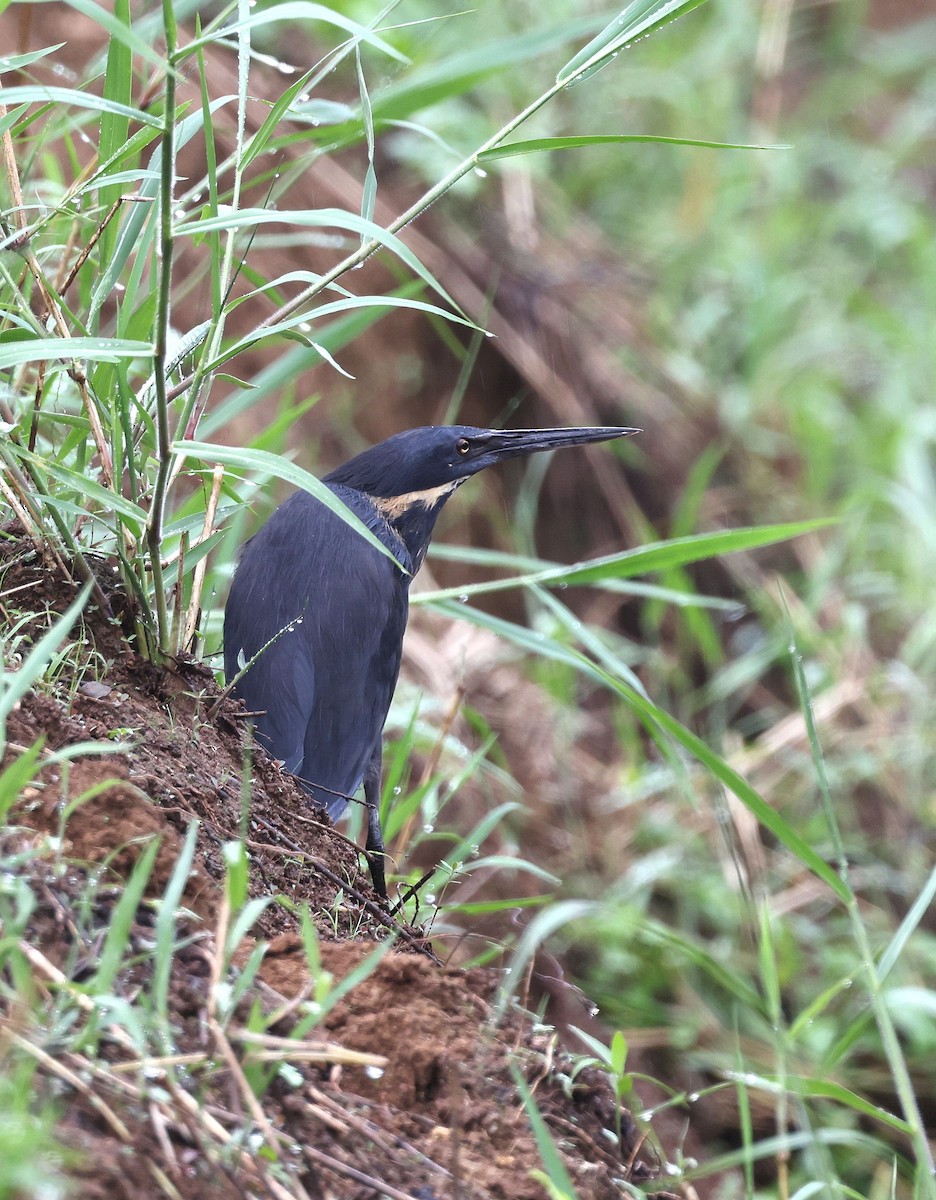 Black Bittern - ML640705495