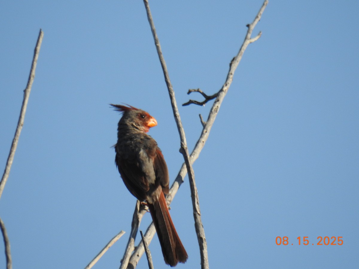 Pyrrhuloxia - ML640705498