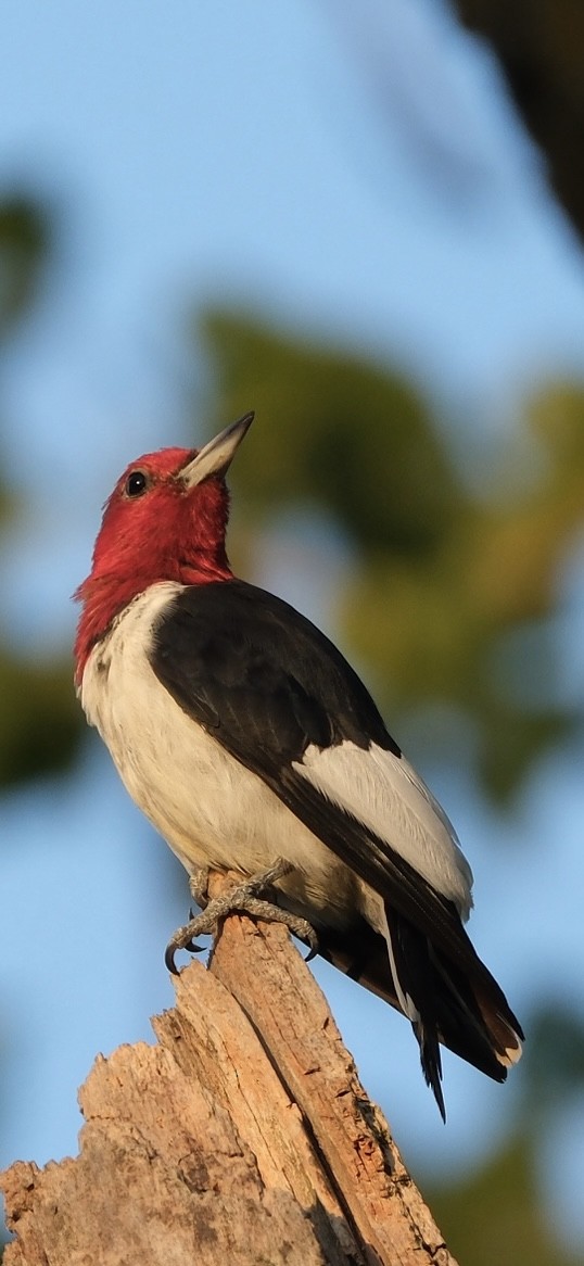 Red-headed Woodpecker - ML640705503