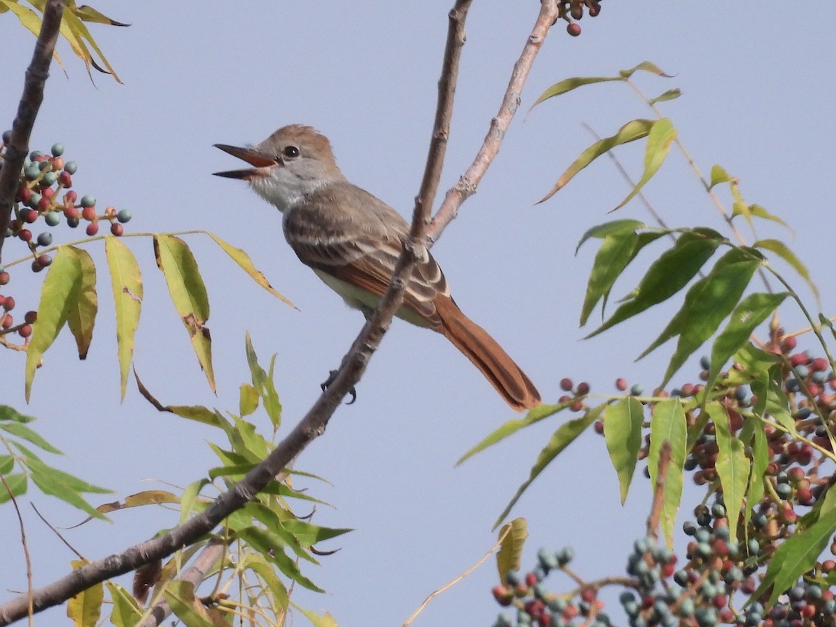 Ash-throated Flycatcher - ML640705512