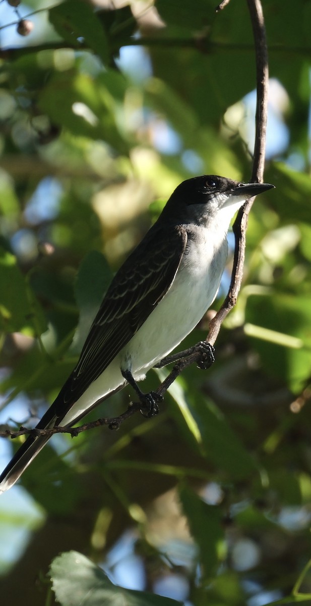 Eastern Kingbird - ML640705524