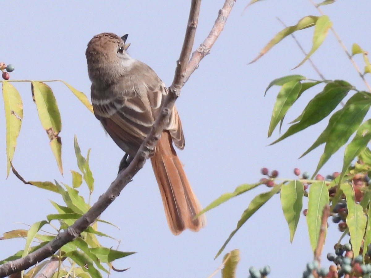 Ash-throated Flycatcher - ML640705527