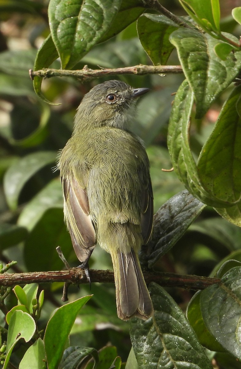 Mistletoe Tyrannulet - ML640705542