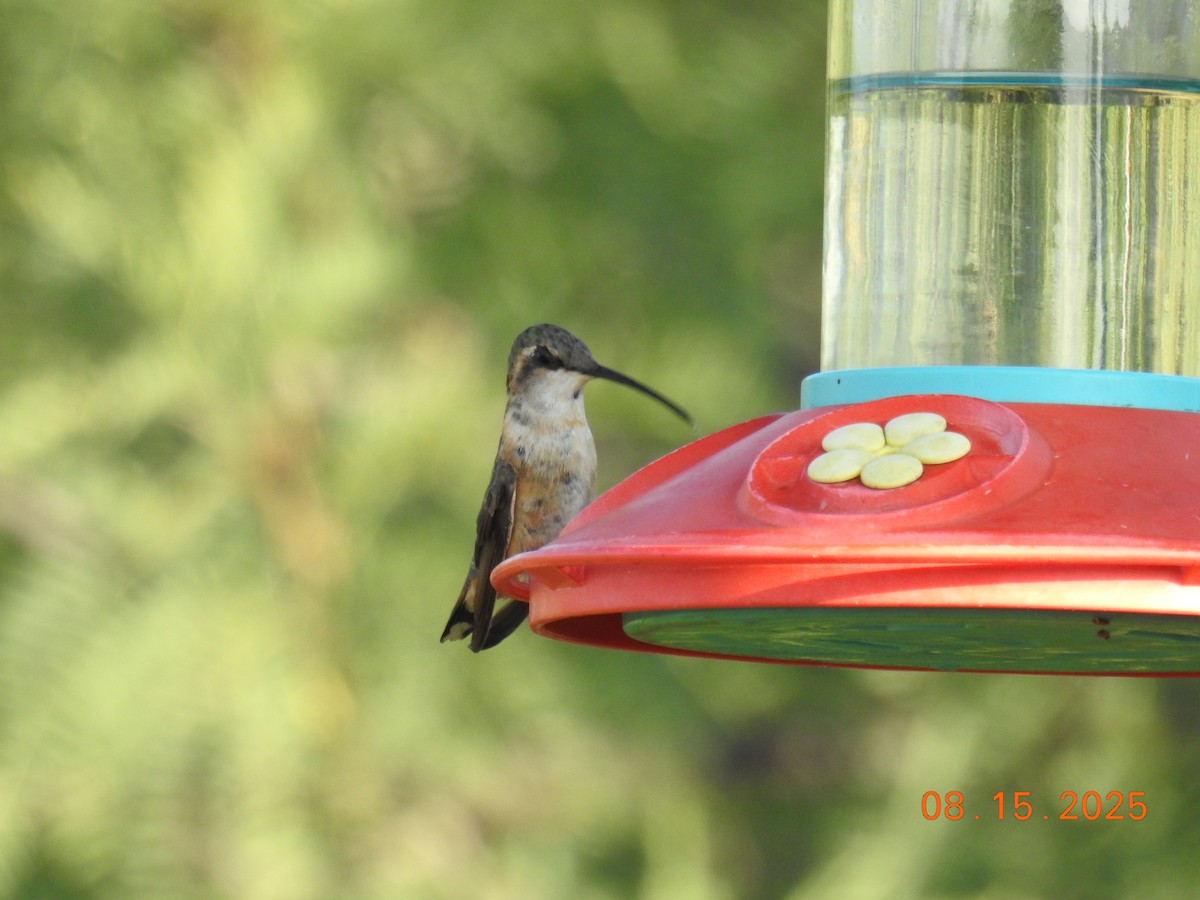 Lucifer Hummingbird - ML640705554