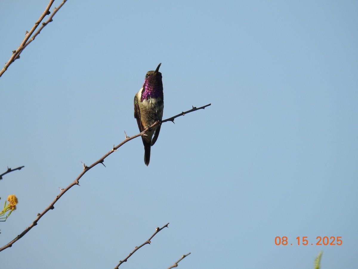 Lucifer Hummingbird - ML640705555