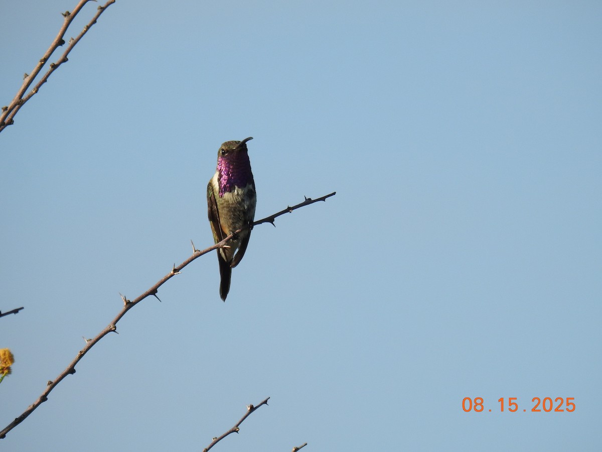 Lucifer Hummingbird - ML640705556
