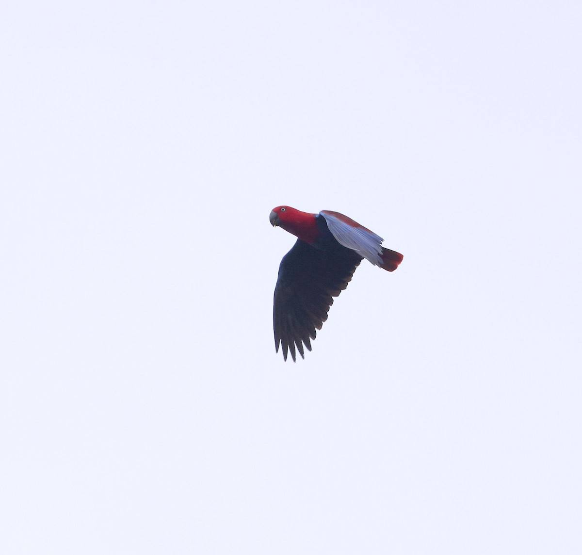 Papuan Eclectus - ML640705560