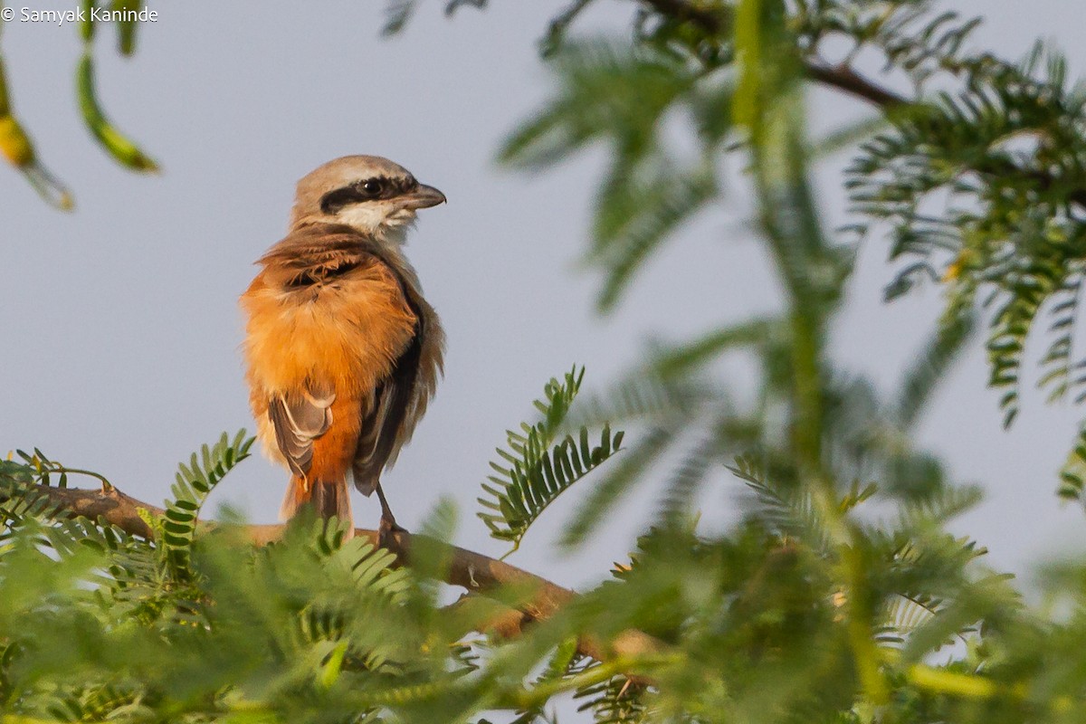 Bay-backed Shrike - ML640705563