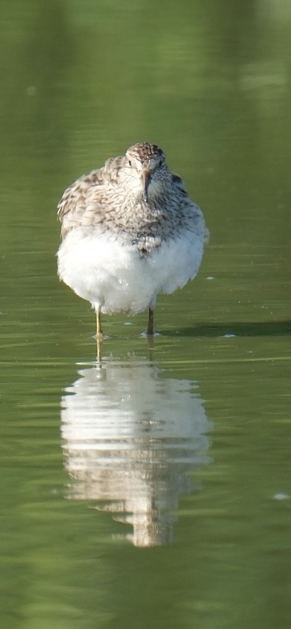 Pectoral Sandpiper - ML640705611