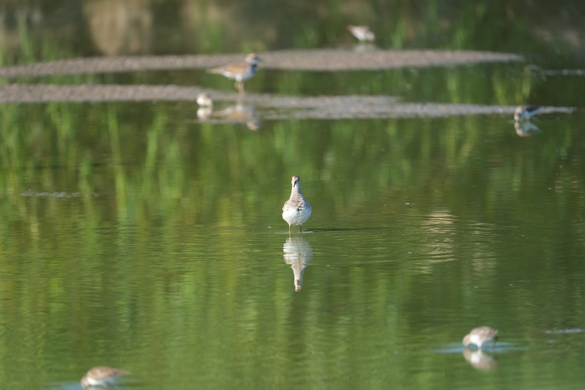 Pectoral Sandpiper - ML640705612