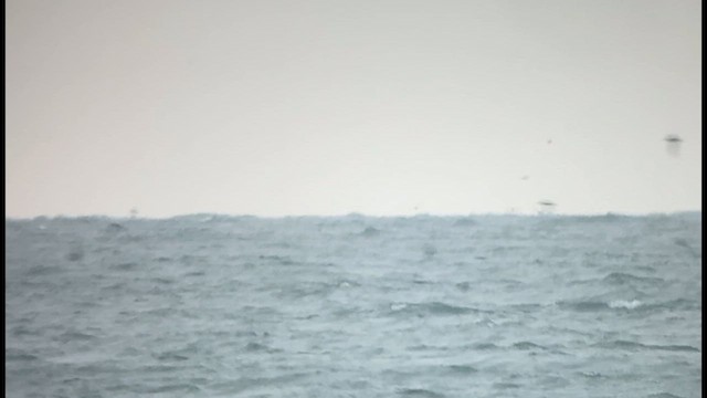 Puffin fuligineux - ML640705648