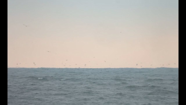 Puffin fuligineux - ML640705650
