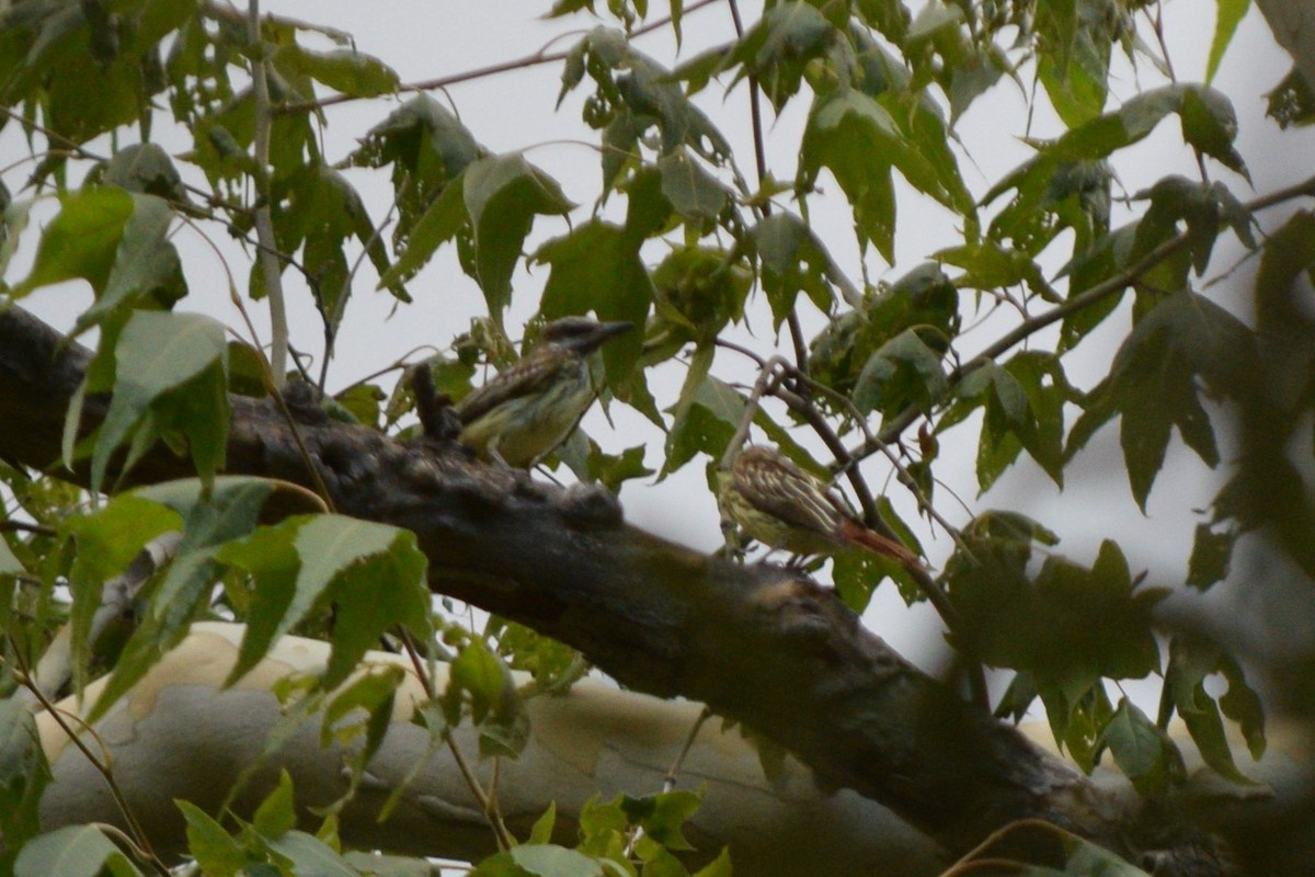 Sulphur-bellied Flycatcher - ML640705653