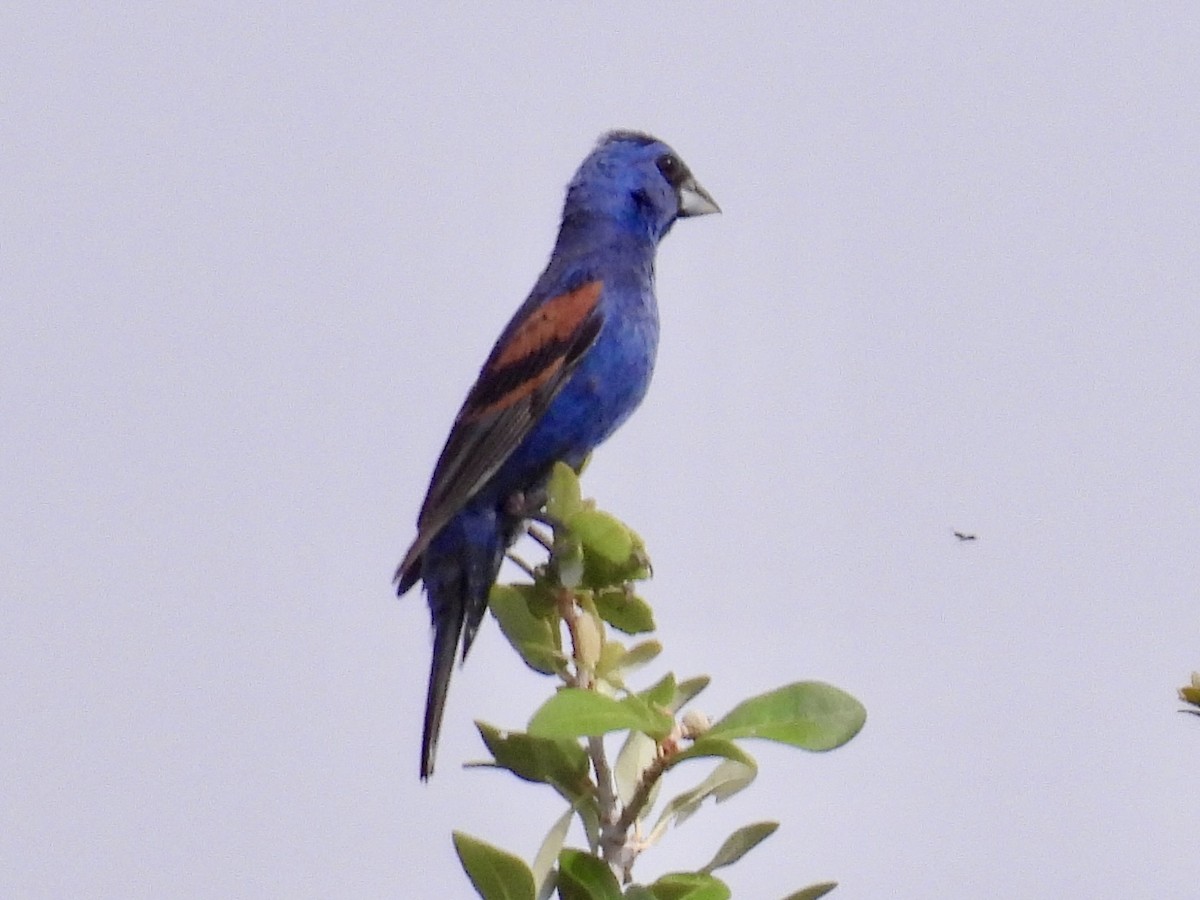 Blue Grosbeak - ML640705660