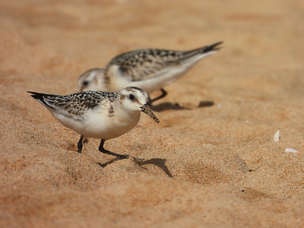 Sanderling - ML640705678