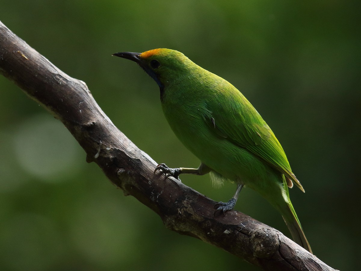 Golden-fronted Leafbird - ML640705722