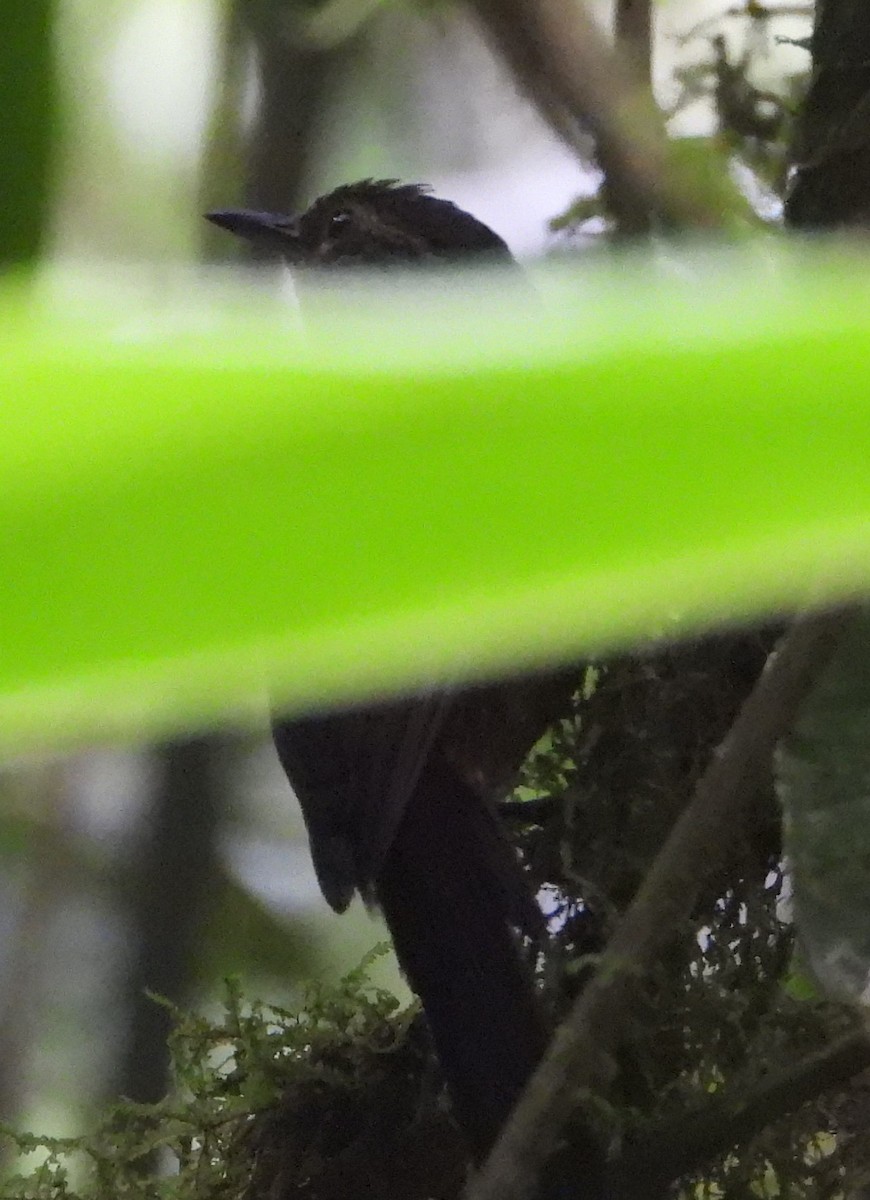 Spotted Barbtail - ML640705727