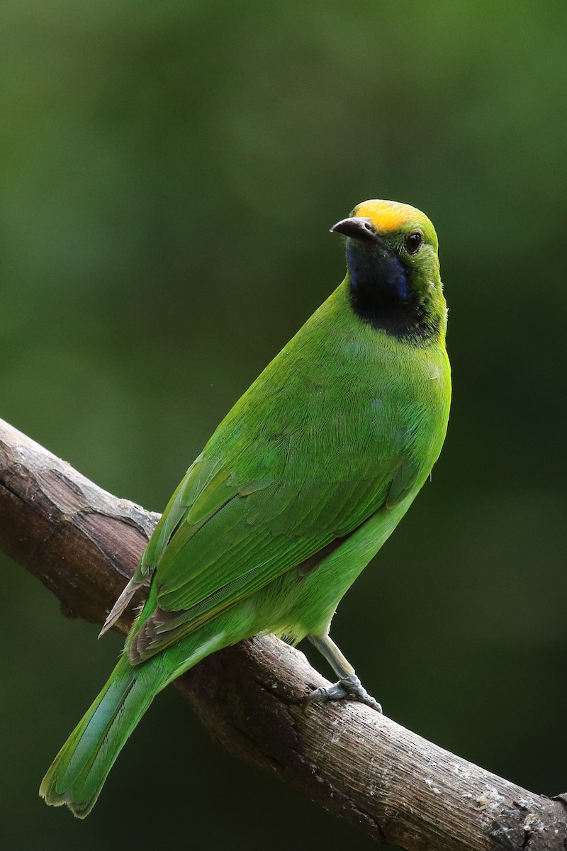 Golden-fronted Leafbird - ML640705735