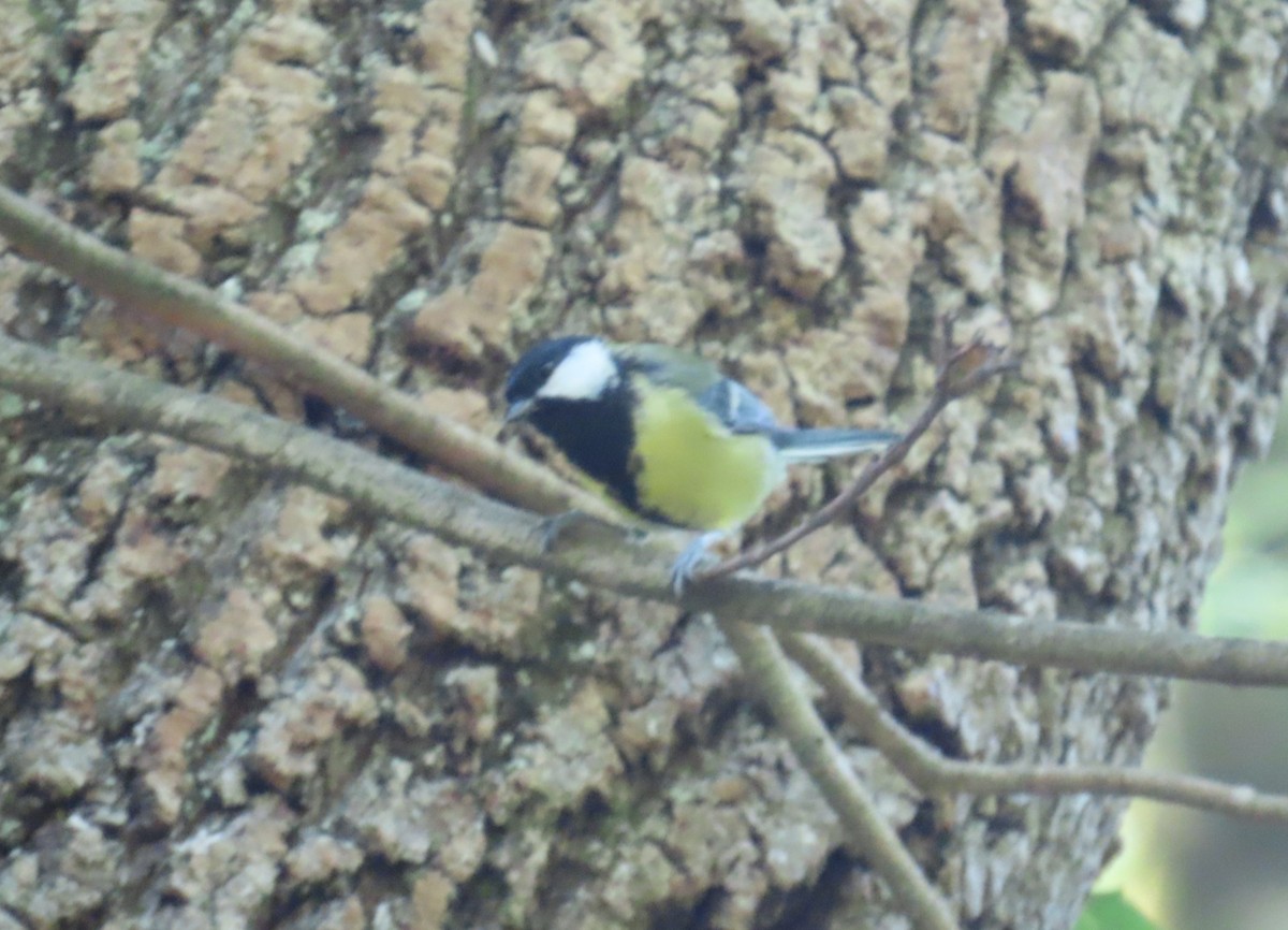 Great Tit - ML640705738