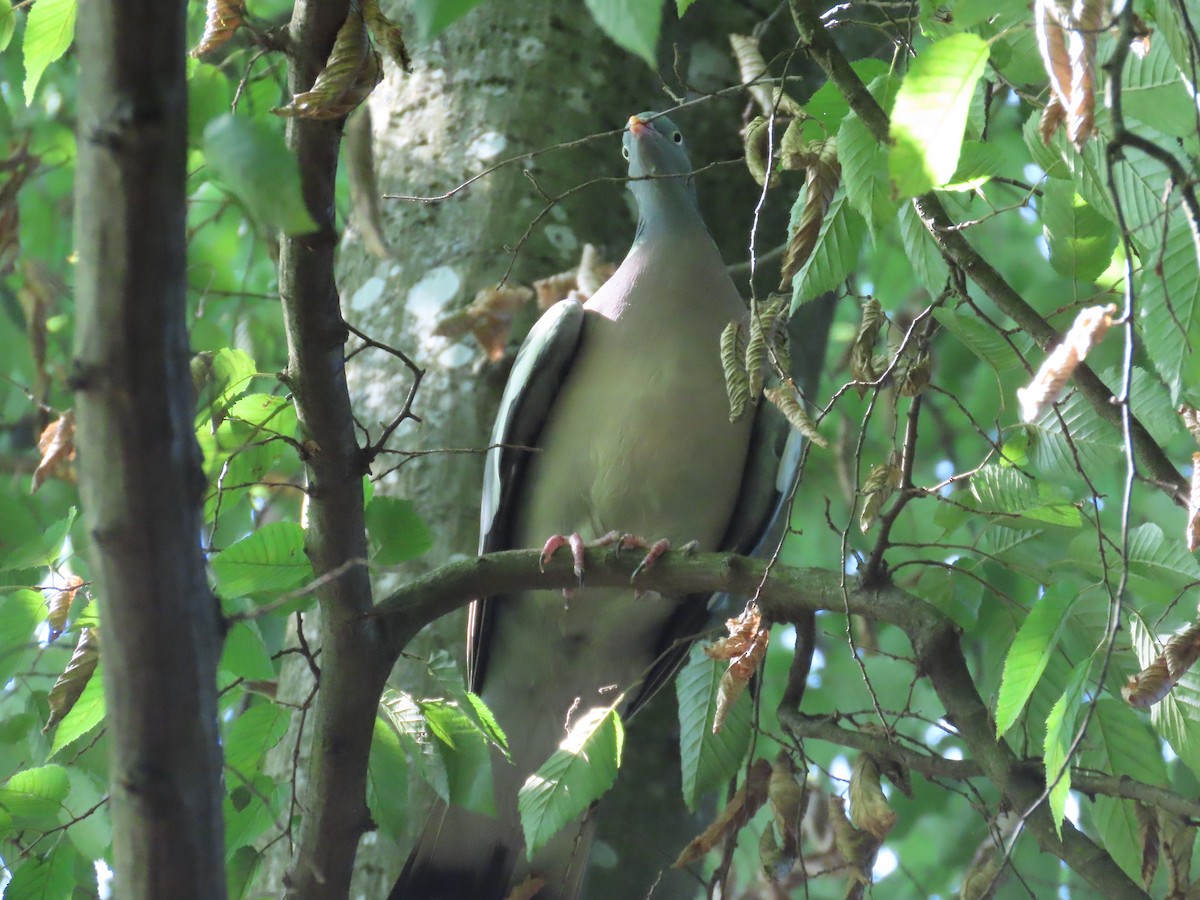 Common Wood-Pigeon - ML640705756