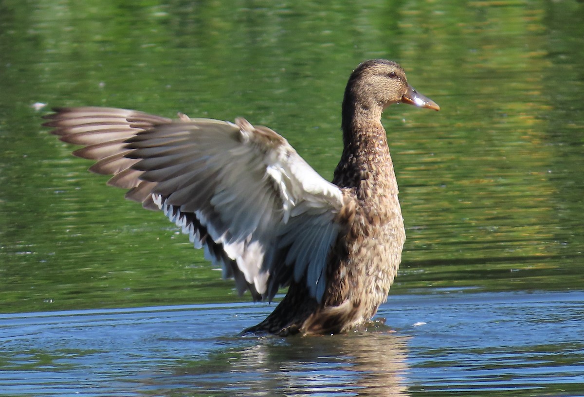 Mallard - ML640705784